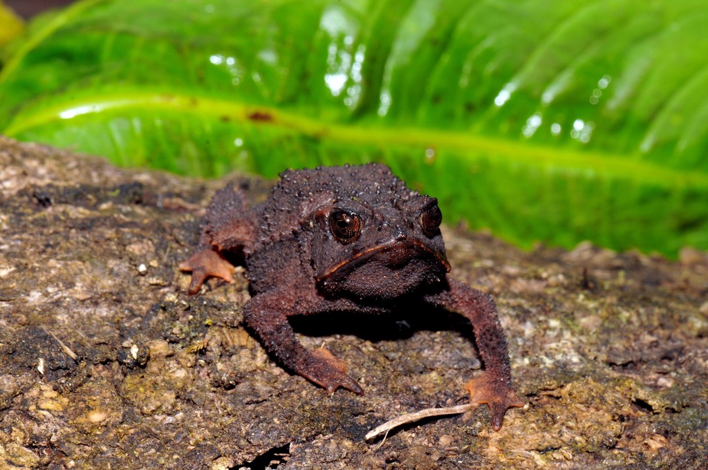 Chompipe Spiny Toadlet