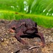 Chompipe Spiny Toadlet - Photo (c) Tom Kennedy, some rights reserved (CC BY-NC), uploaded by Tom Kennedy