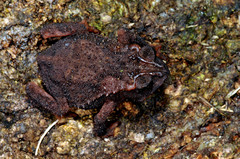 Incilius chompipe