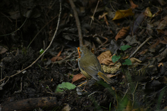 Erithacus rubecula