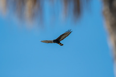 Buteo albonotatus