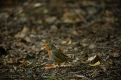 Erithacus rubecula