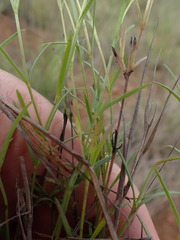 Oldenlandia herbacea