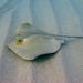Common Stingray - Photo (c) Roberto Pillon, some rights reserved (CC BY-NC), uploaded by Roberto Pillon