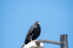 Buteo albonotatus
