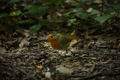 Erithacus rubecula