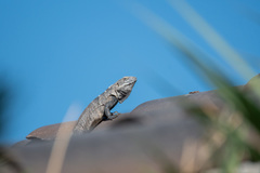 Ctenosaura hemilopha