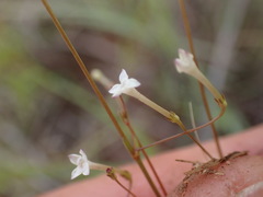 Oldenlandia herbacea