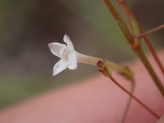 Oldenlandia herbacea