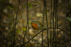 Erithacus rubecula
