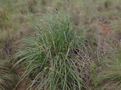 Cortaderia selloana