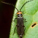 Tytthonyx erythrocephala - Photo 由 G. L. Dearman 所上傳的 (c) G. L. Dearman，保留部份權利CC BY-NC