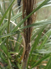 Cortaderia selloana