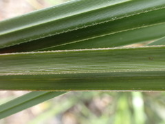 Cortaderia selloana