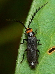 Tytthonyx erythrocephala