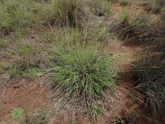 Urochloa serrata