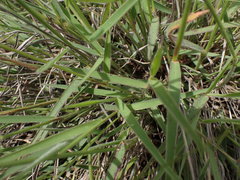 Urochloa serrata