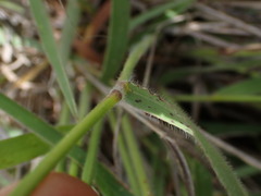 Urochloa serrata