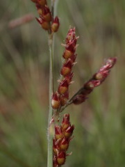 Urochloa serrata