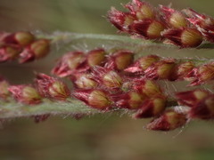 Urochloa serrata
