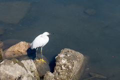 Egretta thula