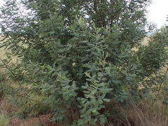 Acacia dealbata