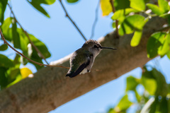 Calypte costae