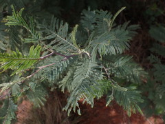 Acacia dealbata