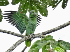Mealy Parrot photo 6