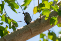 Calypte costae