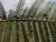 Acacia dealbata