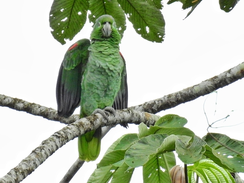 Amazone poudrée (Amazona farinosa)