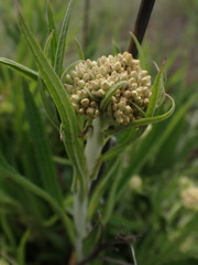 Helichrysum nudifolium