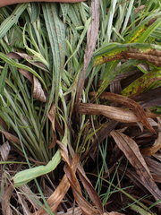 Helichrysum nudifolium