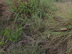 Setaria sphacelata torta