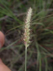 Setaria sphacelata torta