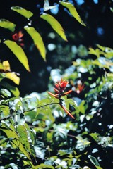 Heliconia hirsuta