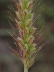 Setaria sphacelata torta