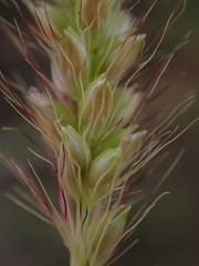 Setaria sphacelata torta