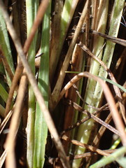 Setaria sphacelata torta