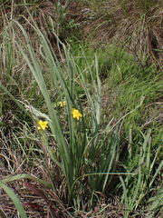 Hypoxis rigidula