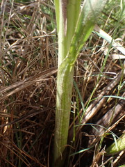 Hypoxis rigidula