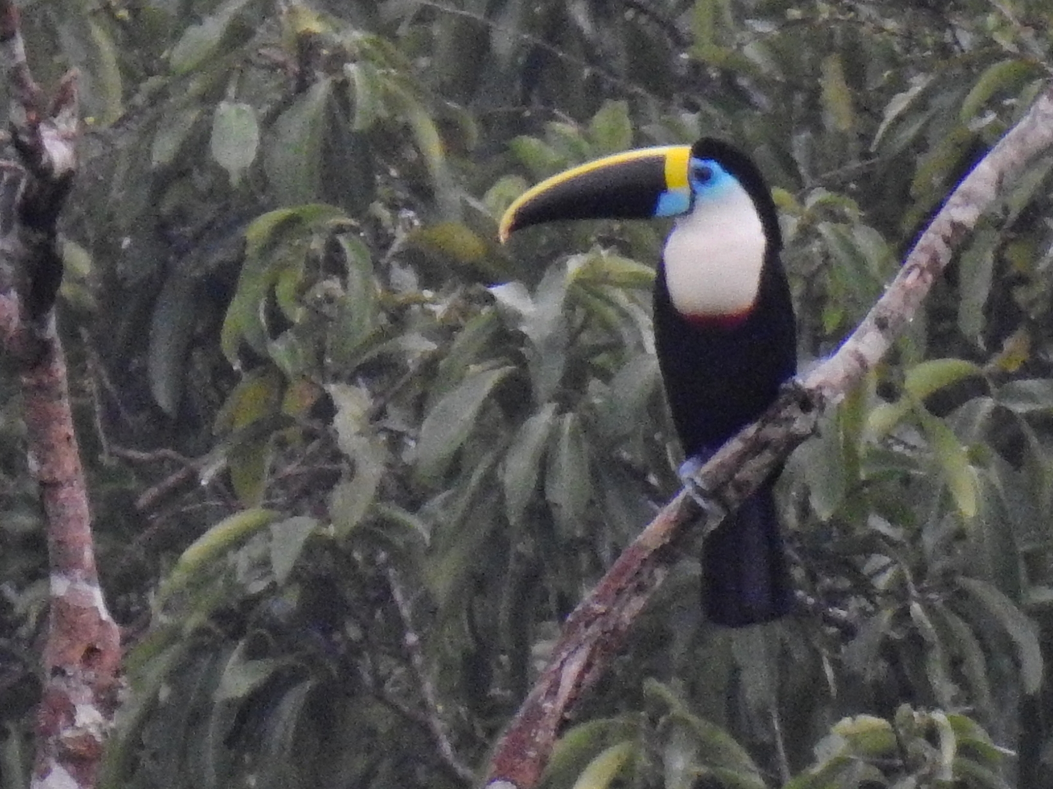 White-throated Toucan illustration