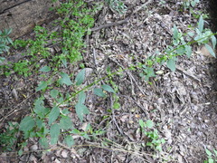 Urtica chamaedryoides