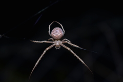 Allende nigrohumeralis