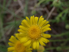 Asteraceae