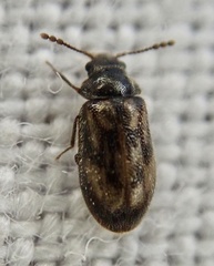Phloiophilus edwardsii