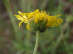 Asteraceae