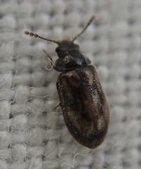 Phloiophilus edwardsii