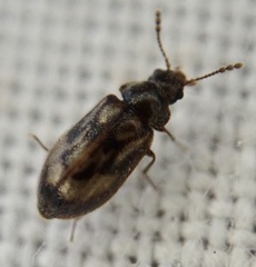 Phloiophilus edwardsii